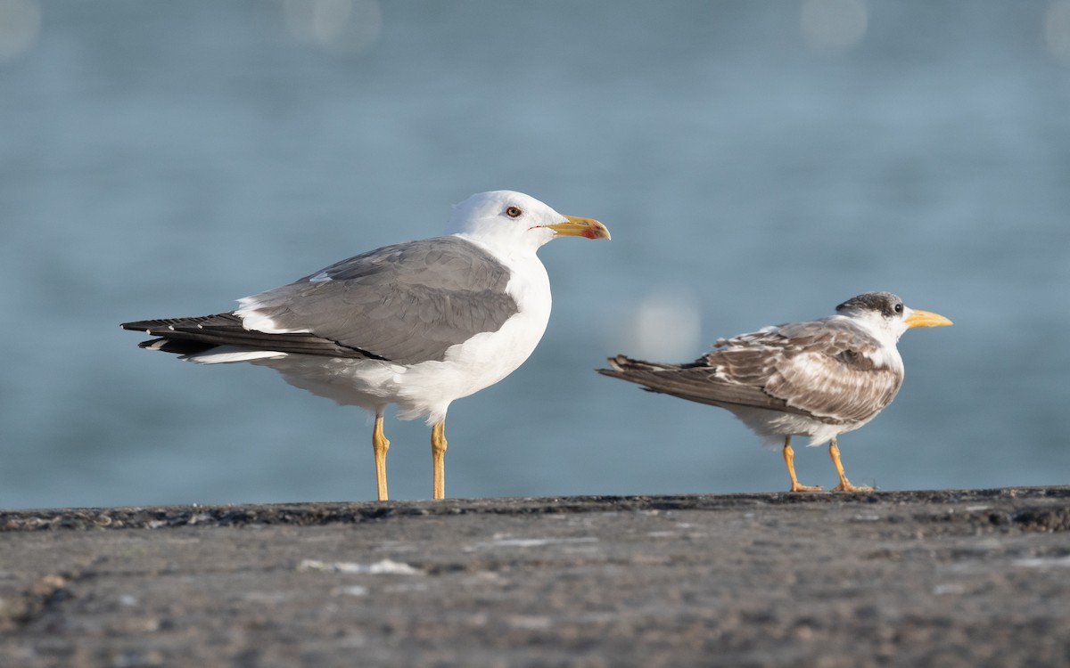 Lesser Black-backed Gull (Heuglin's) - ML549058661