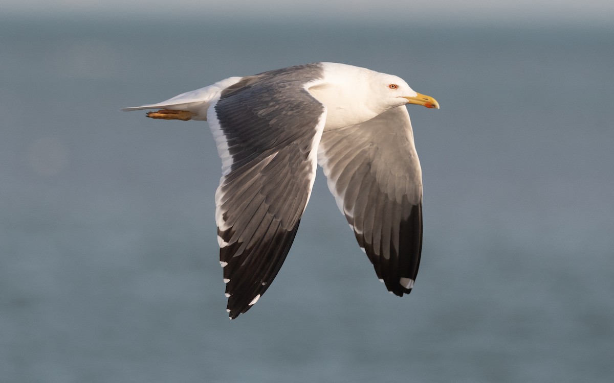 Lesser Black-backed Gull (Heuglin's) - ML549058671