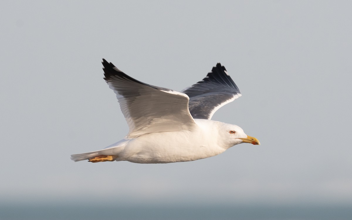 Lesser Black-backed Gull (Heuglin's) - ML549058681