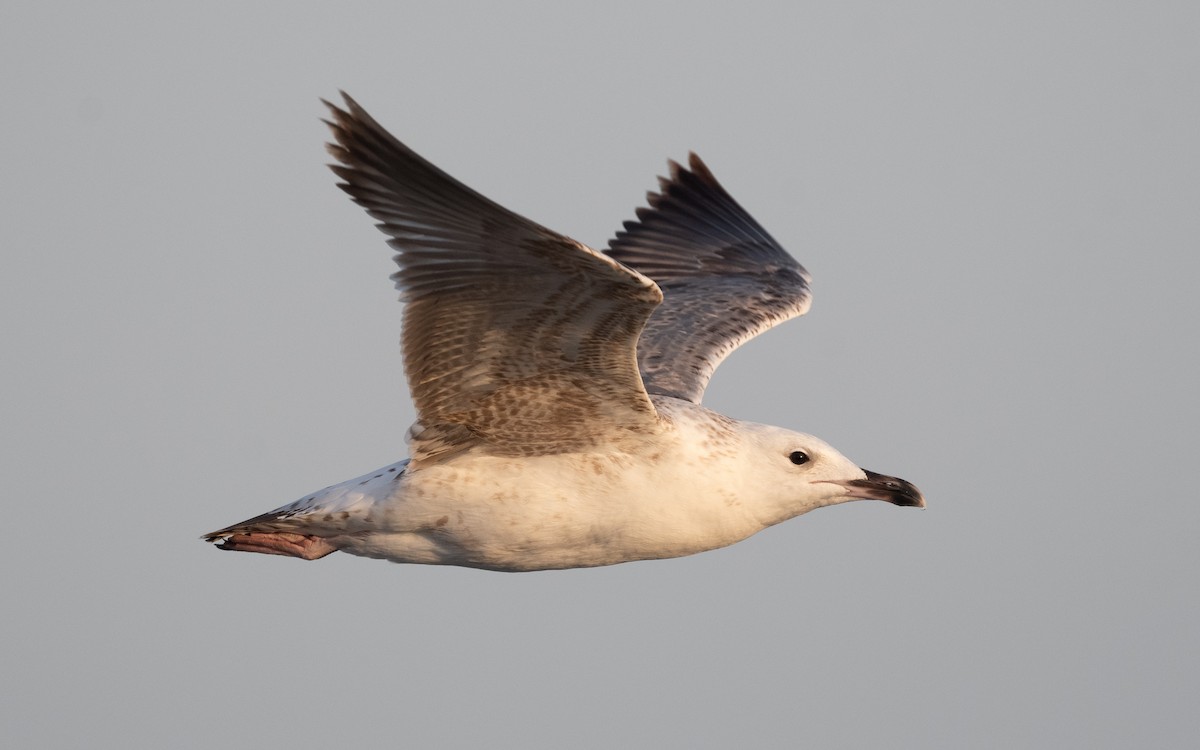 Lesser Black-backed Gull (Heuglin's) - ML549058691