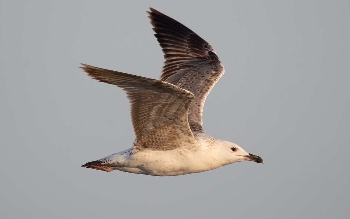 Lesser Black-backed Gull (Heuglin's) - ML549058701