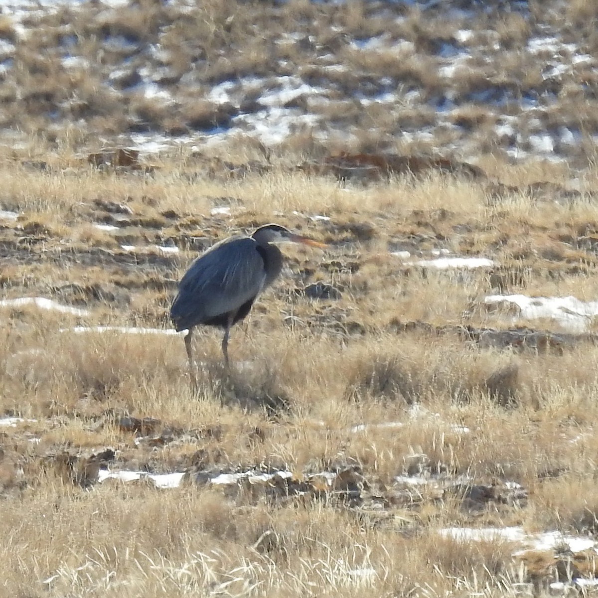 Garza Azulada - ML549059611