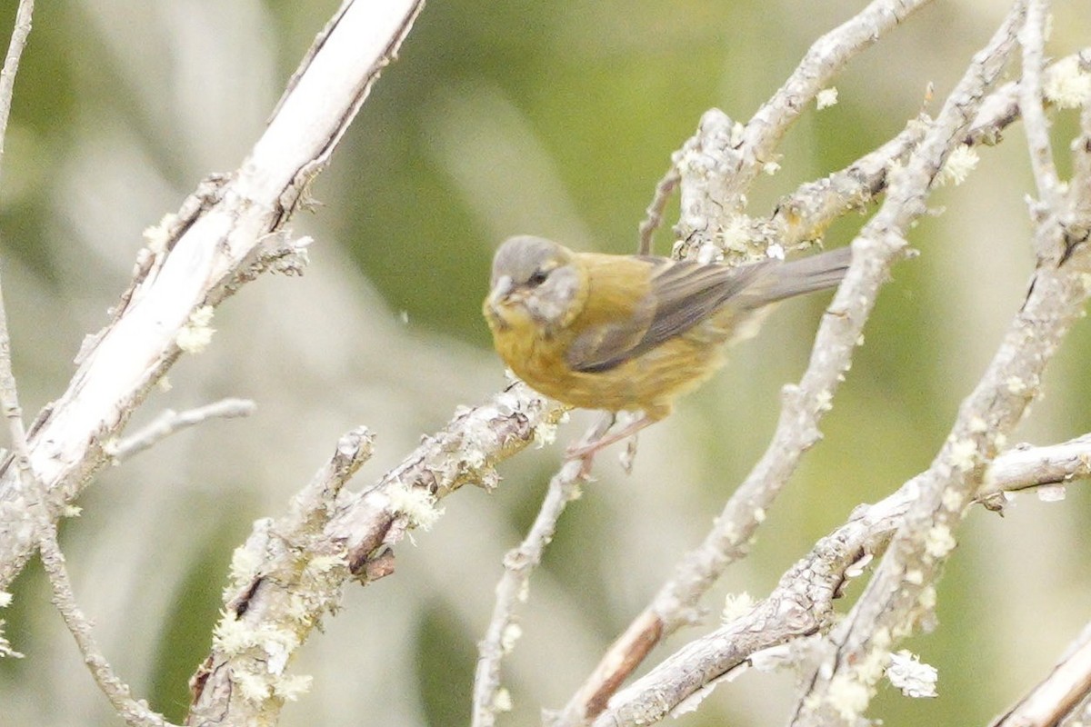 Patagonian Sierra Finch - ML549059671
