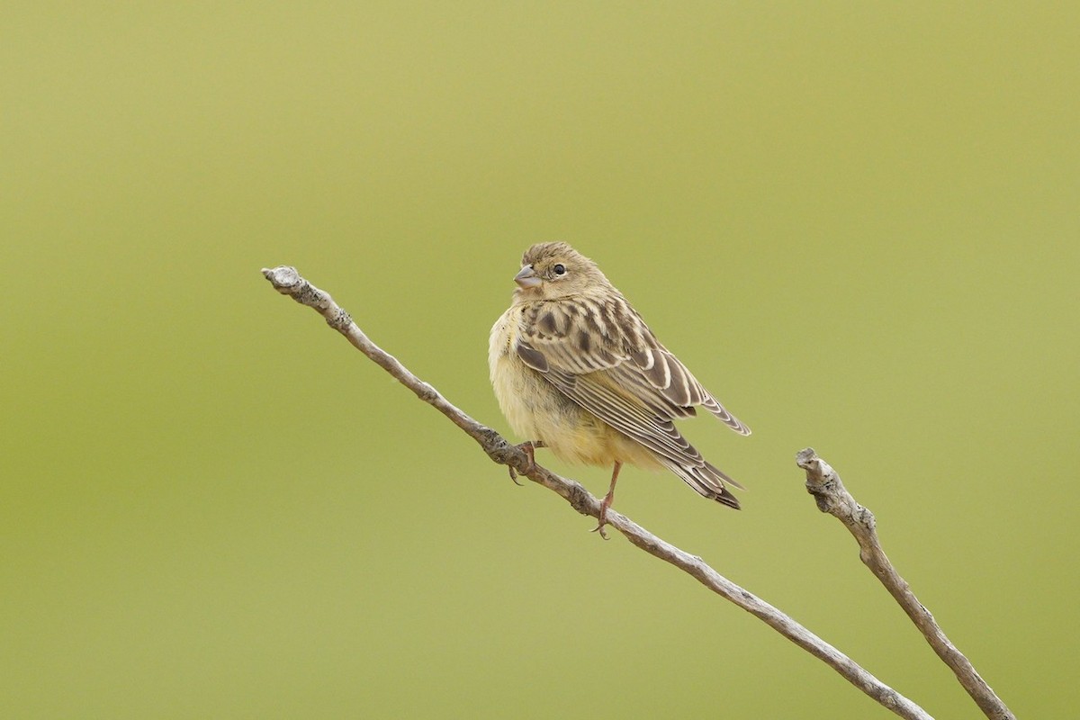 Saffron Finch - ML549059721