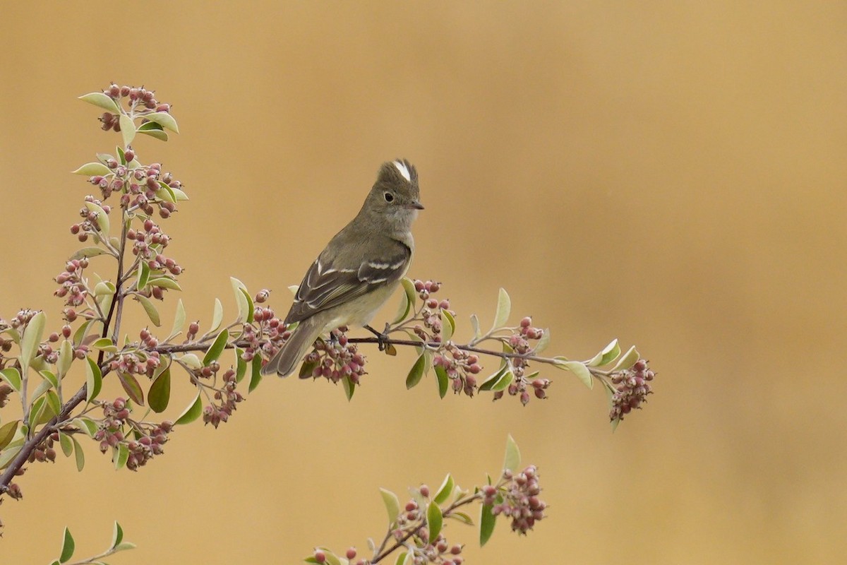 White-crested Elaenia - ML549059781