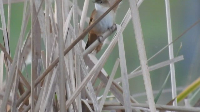 Savi's Warbler - ML549060371