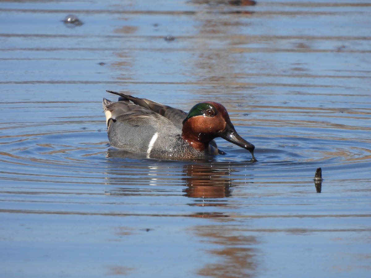 Green-winged Teal - ML549060691