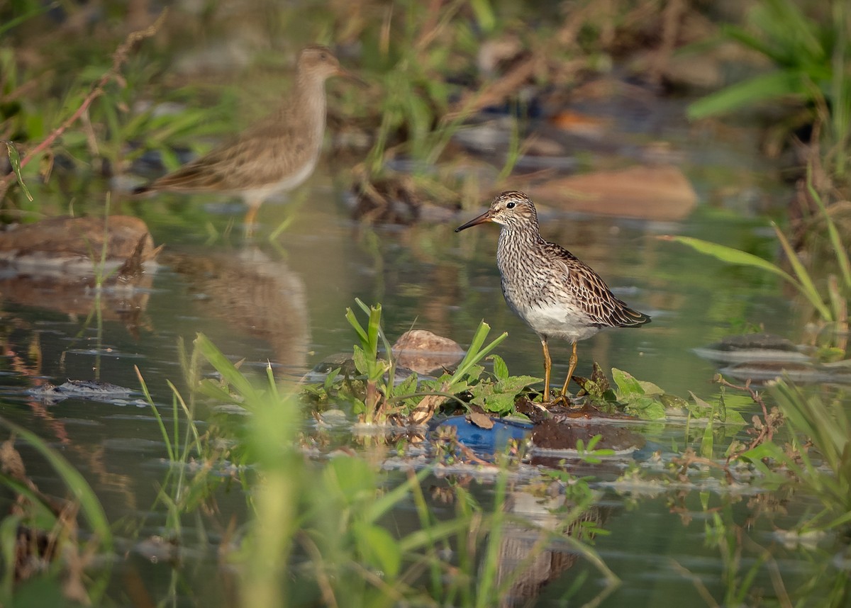 Pectoral Sandpiper - ML549060921