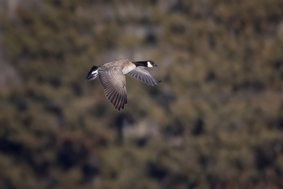 Cackling Goose - Jeff Dyck