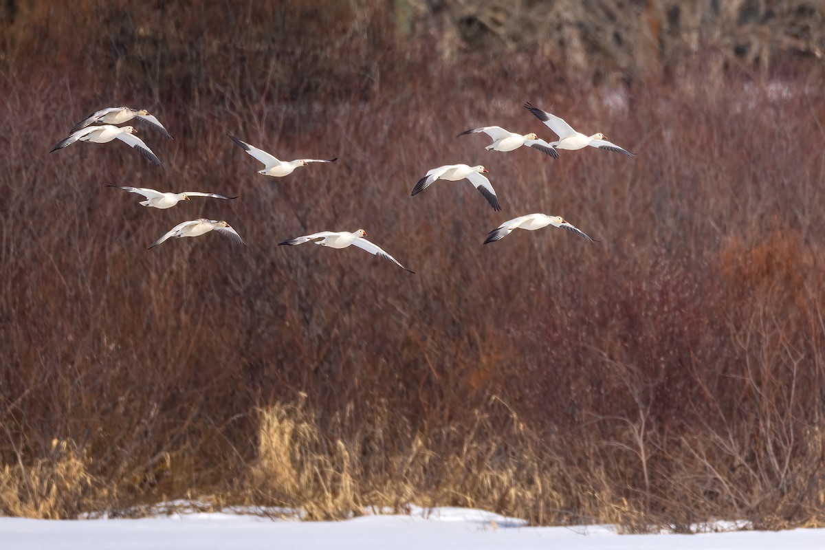 Snow Goose - ML549063721