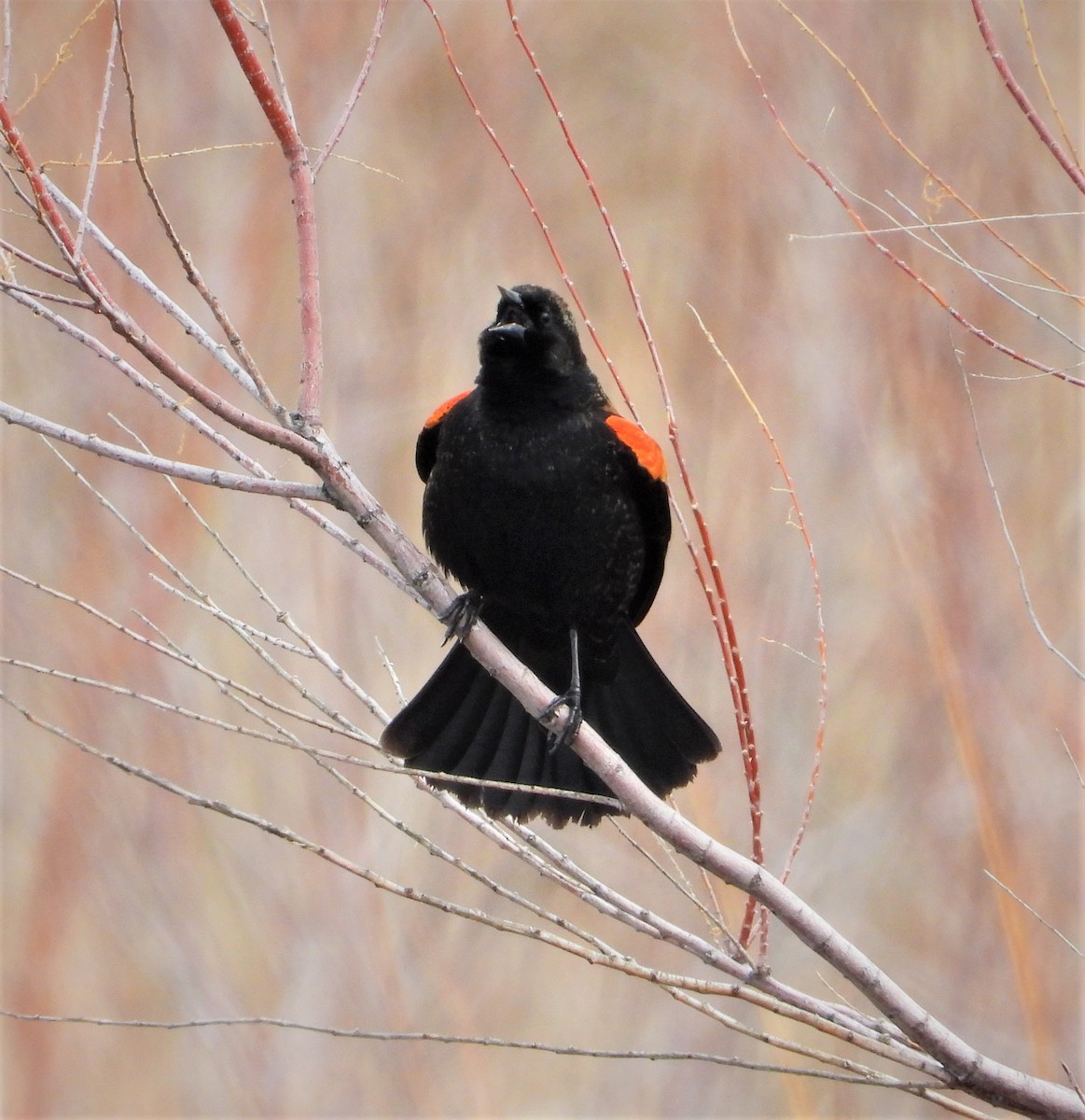 Red-winged Blackbird - ML549063821