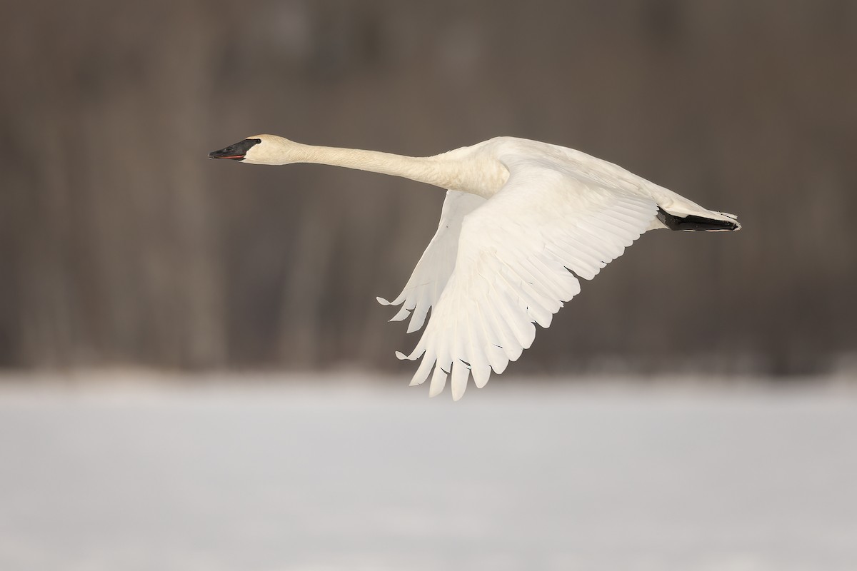 Trumpeter Swan - ML549064111