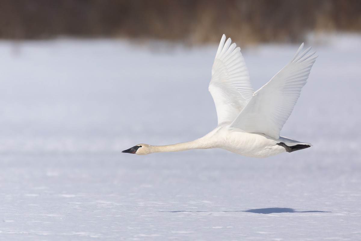 Trumpeter Swan - ML549064151