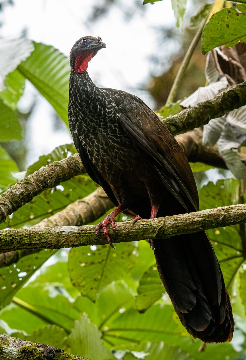 Cauca Guan - ML549064901