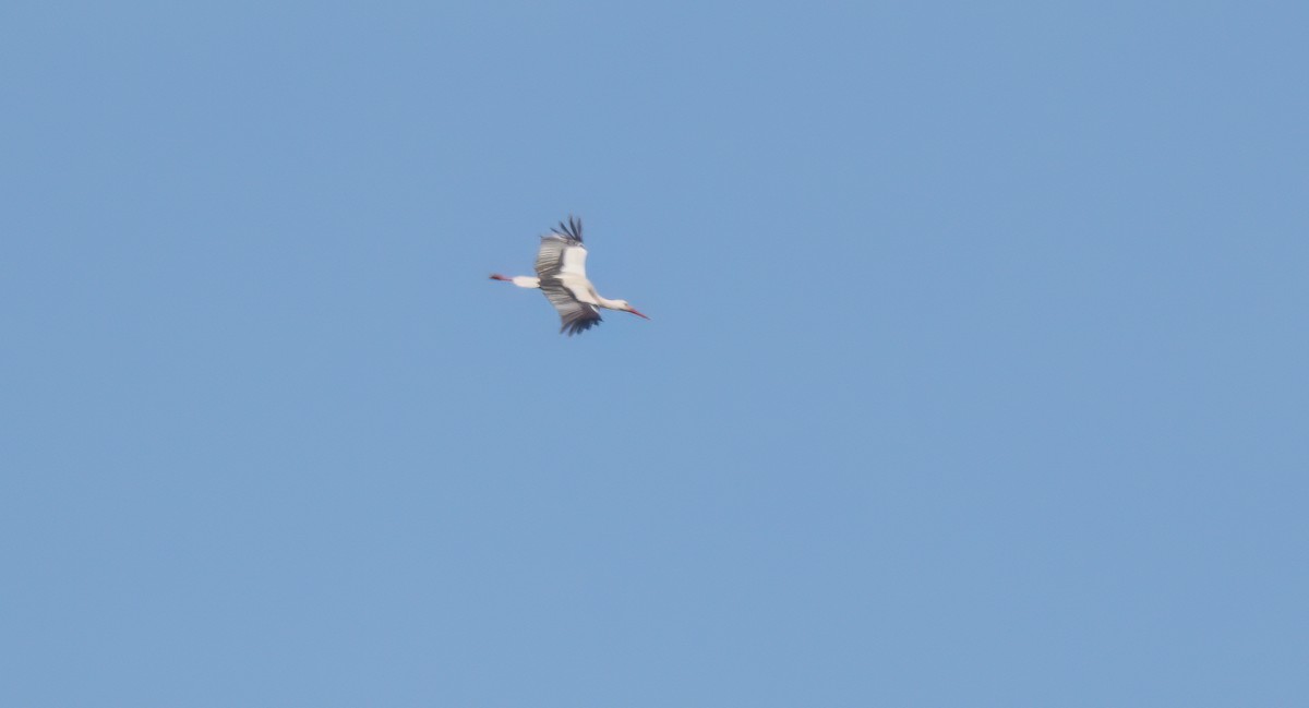 White Stork - ML549065211