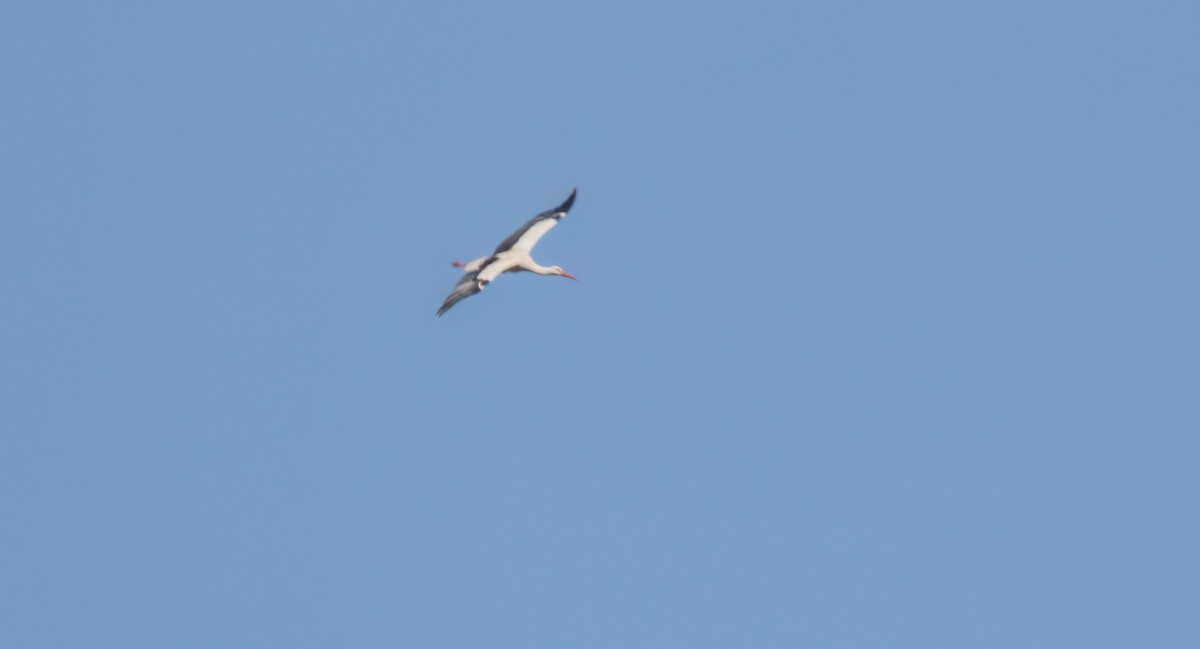 White Stork - ML549065241
