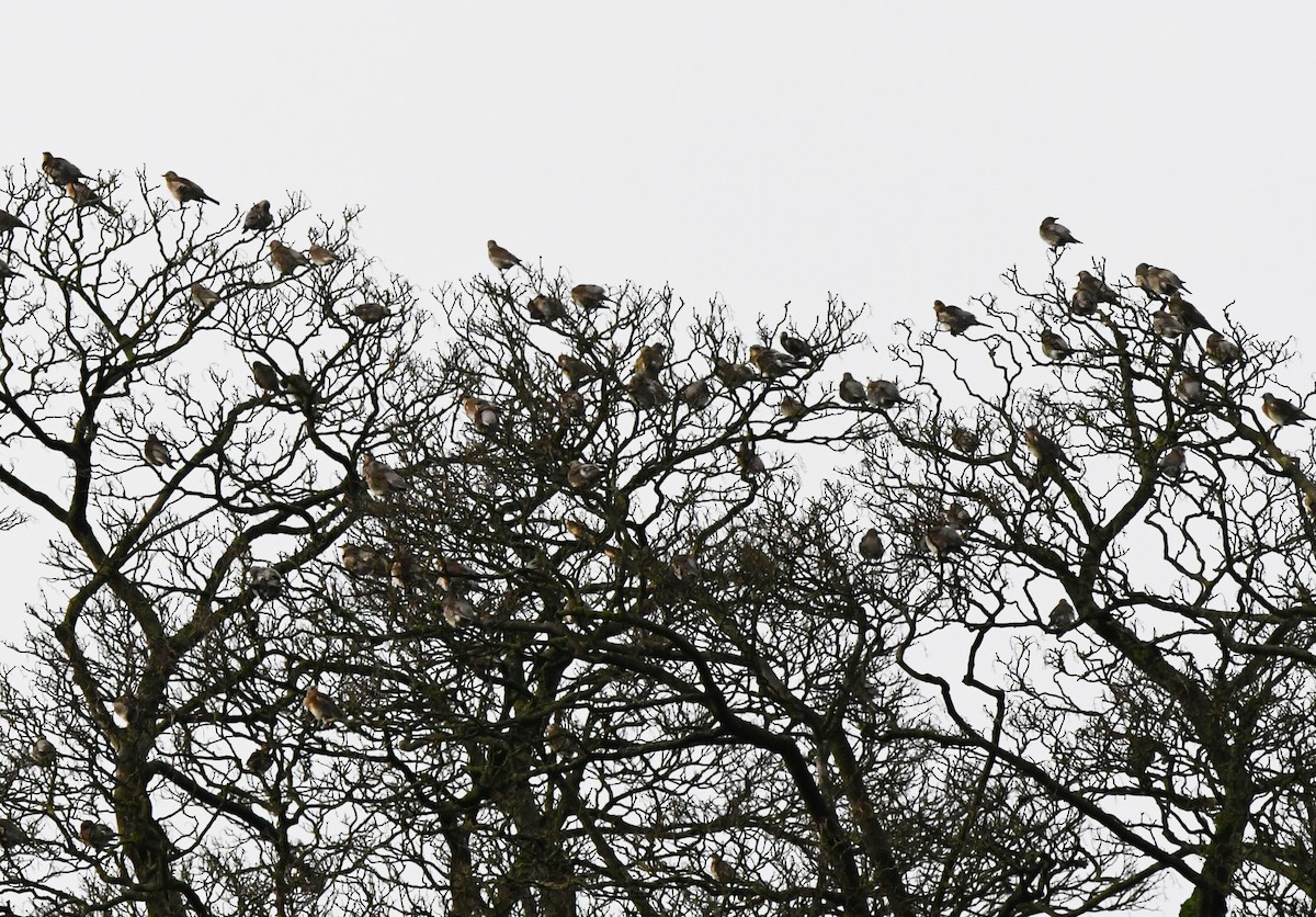 Fieldfare - ML549065321