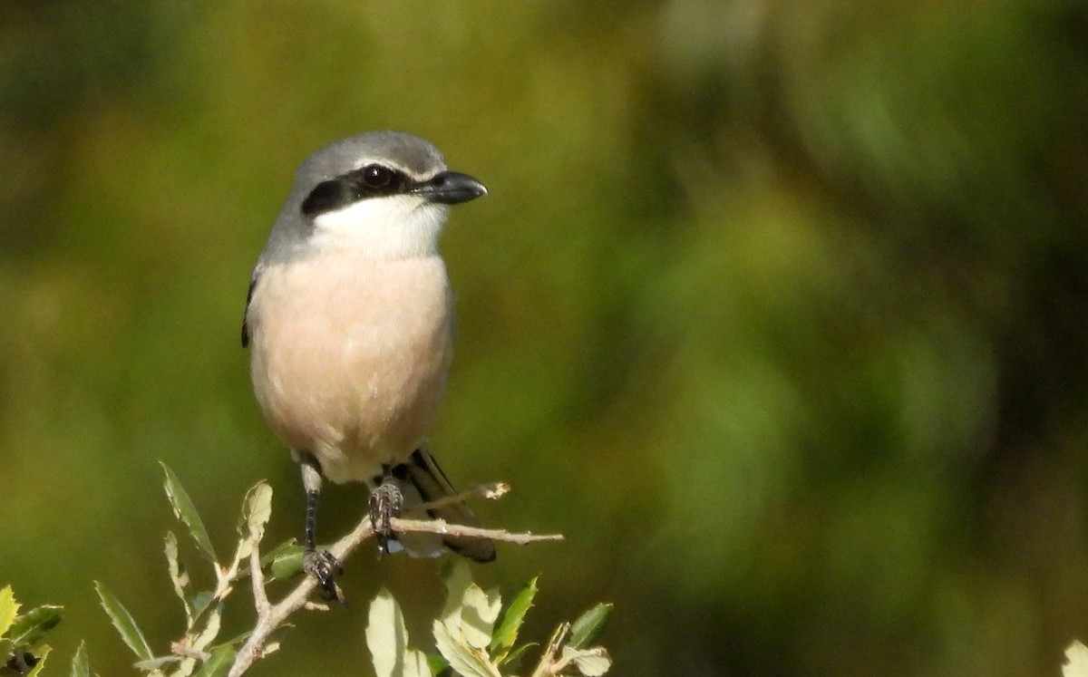 Iberian Gray Shrike - ML549065351