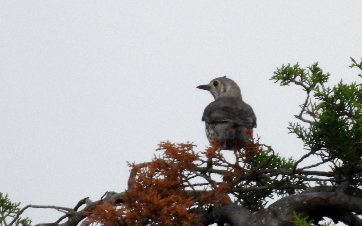 Mistle Thrush - ML549065481