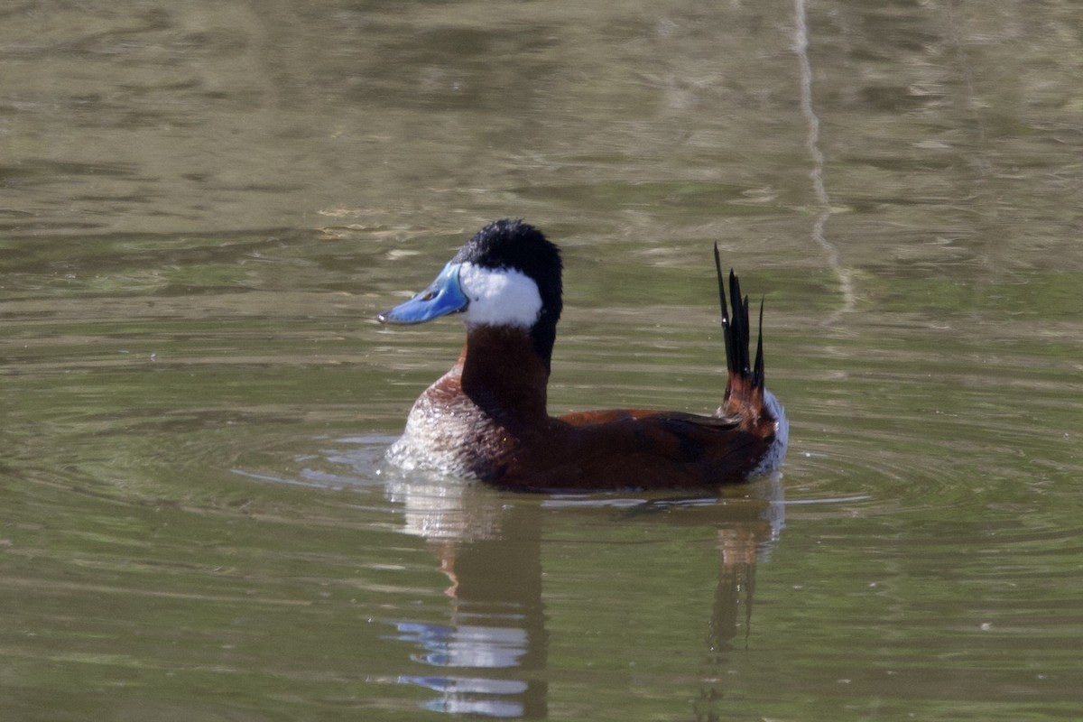 Ruddy Duck - ML549065721