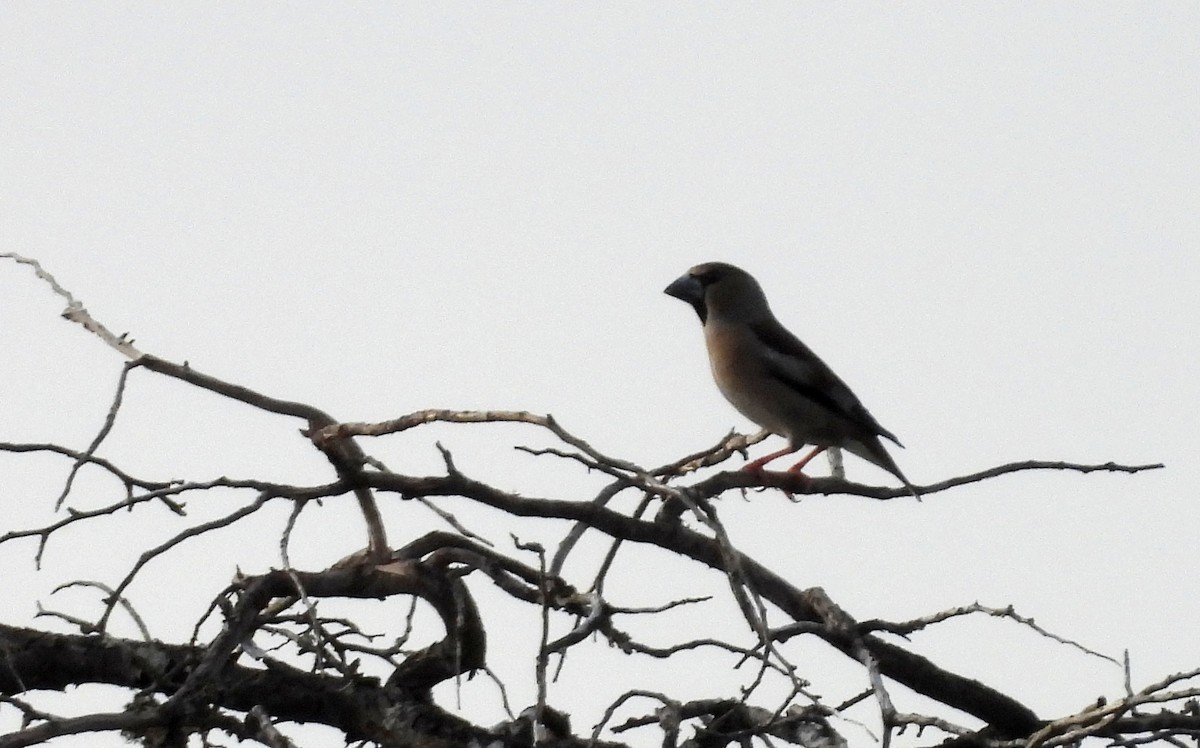 Hawfinch - ML549065821