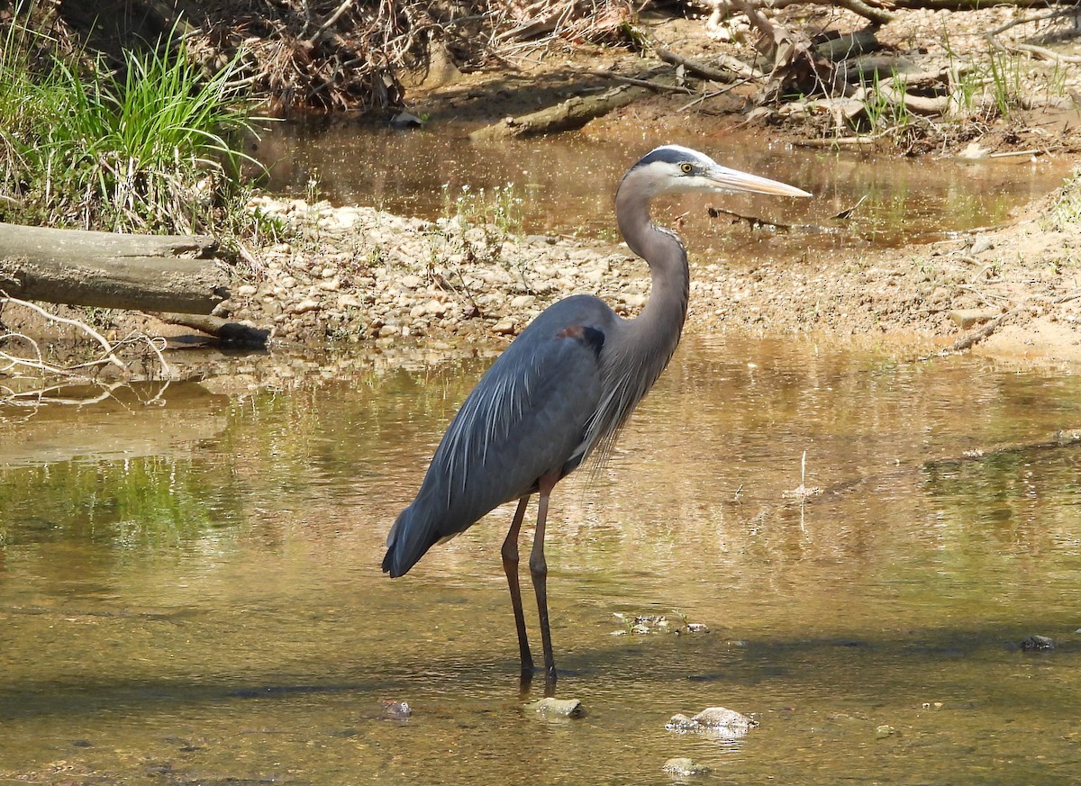 Great Blue Heron - Carolyn Bullen