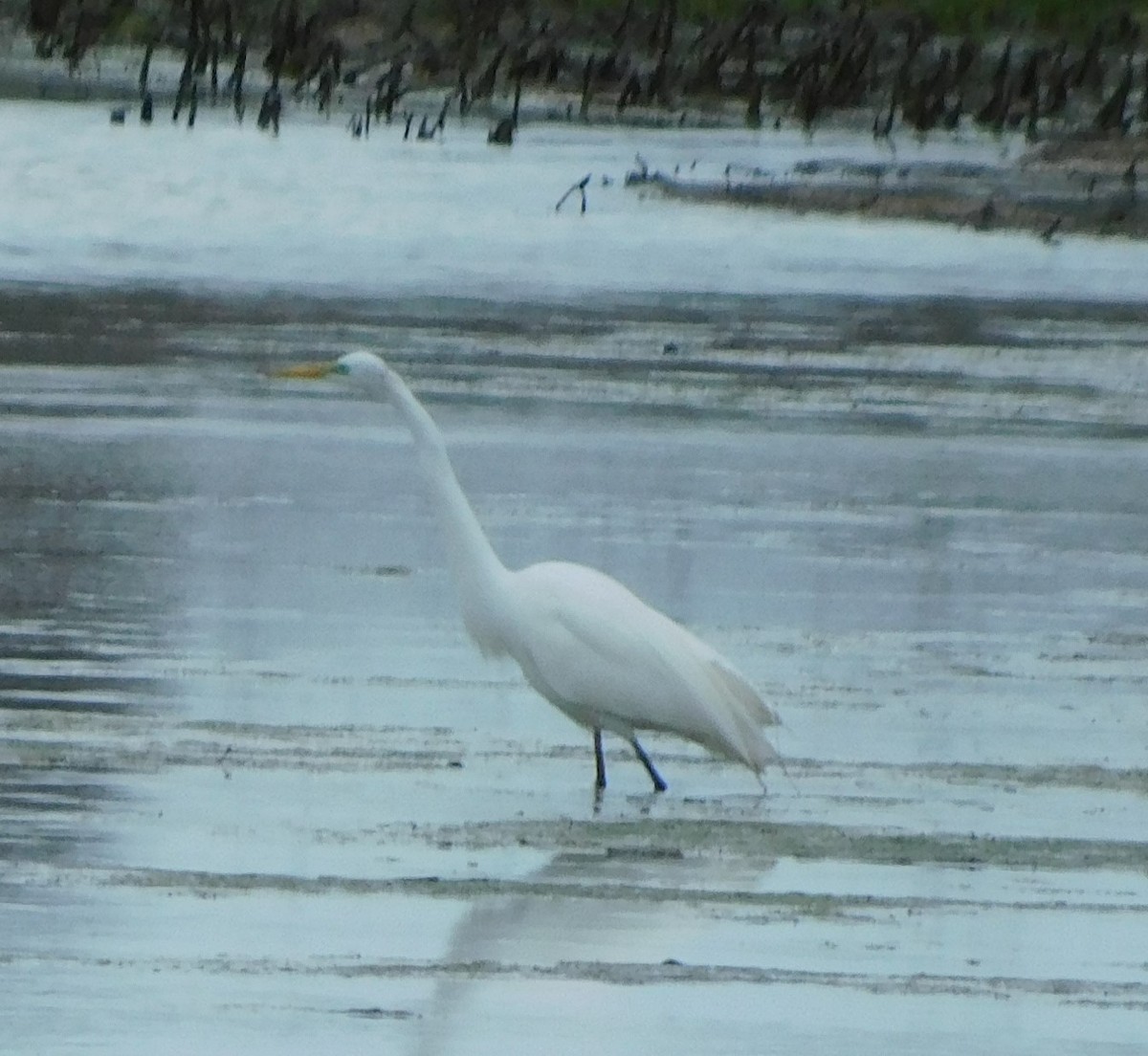 Great Egret - ML549067161