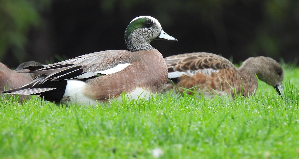 American Wigeon - ML549067531