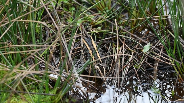 Jack Snipe - ML549068111