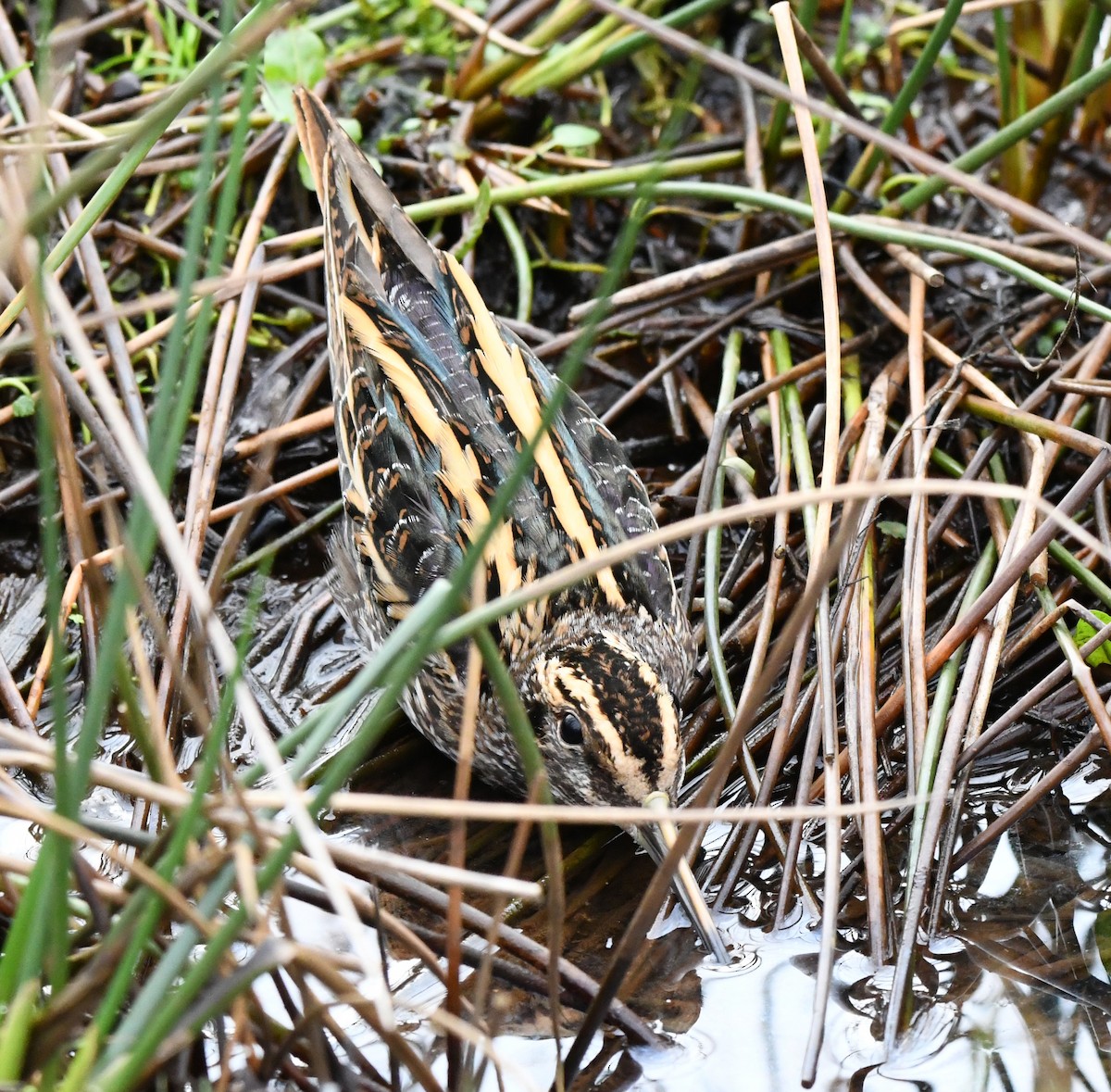 Jack Snipe - ML549068151