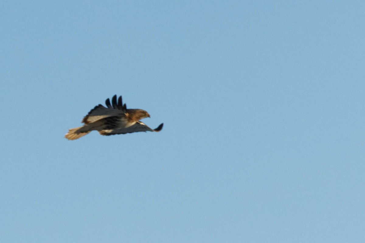 Red-tailed Hawk - Jonathan Bonin Bourgault