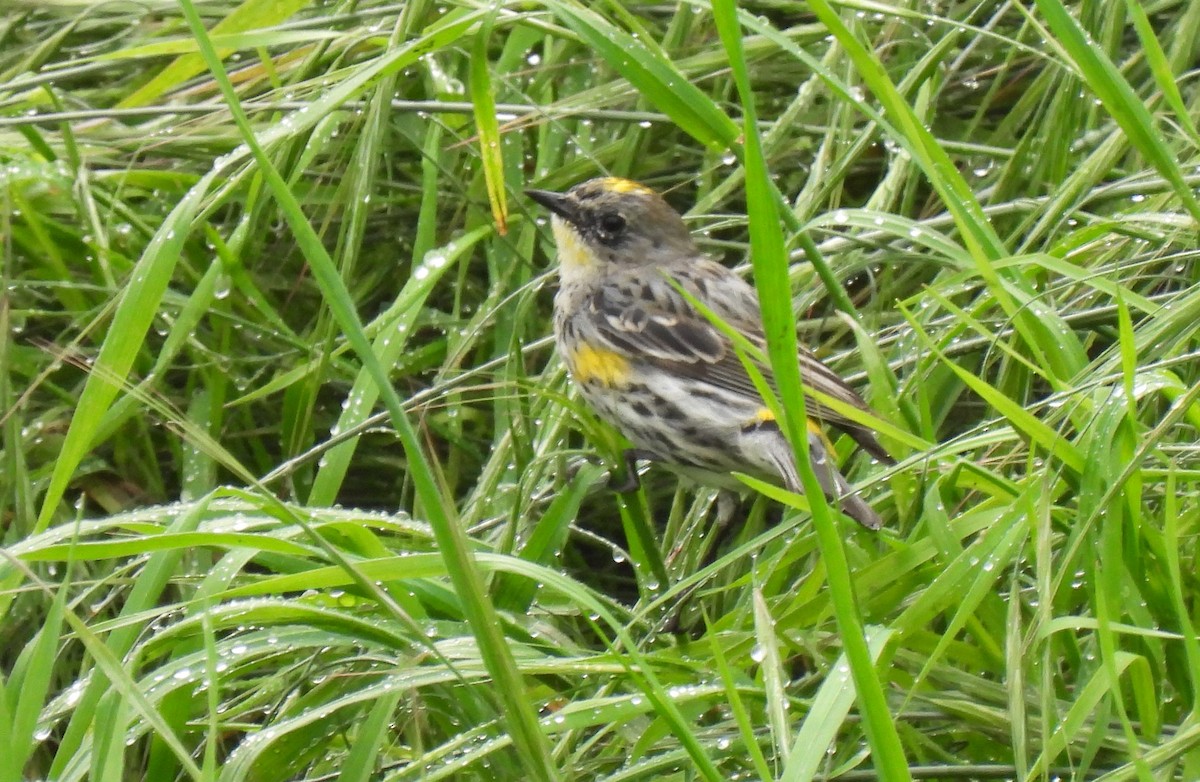 Yellow-rumped Warbler - ML549069111