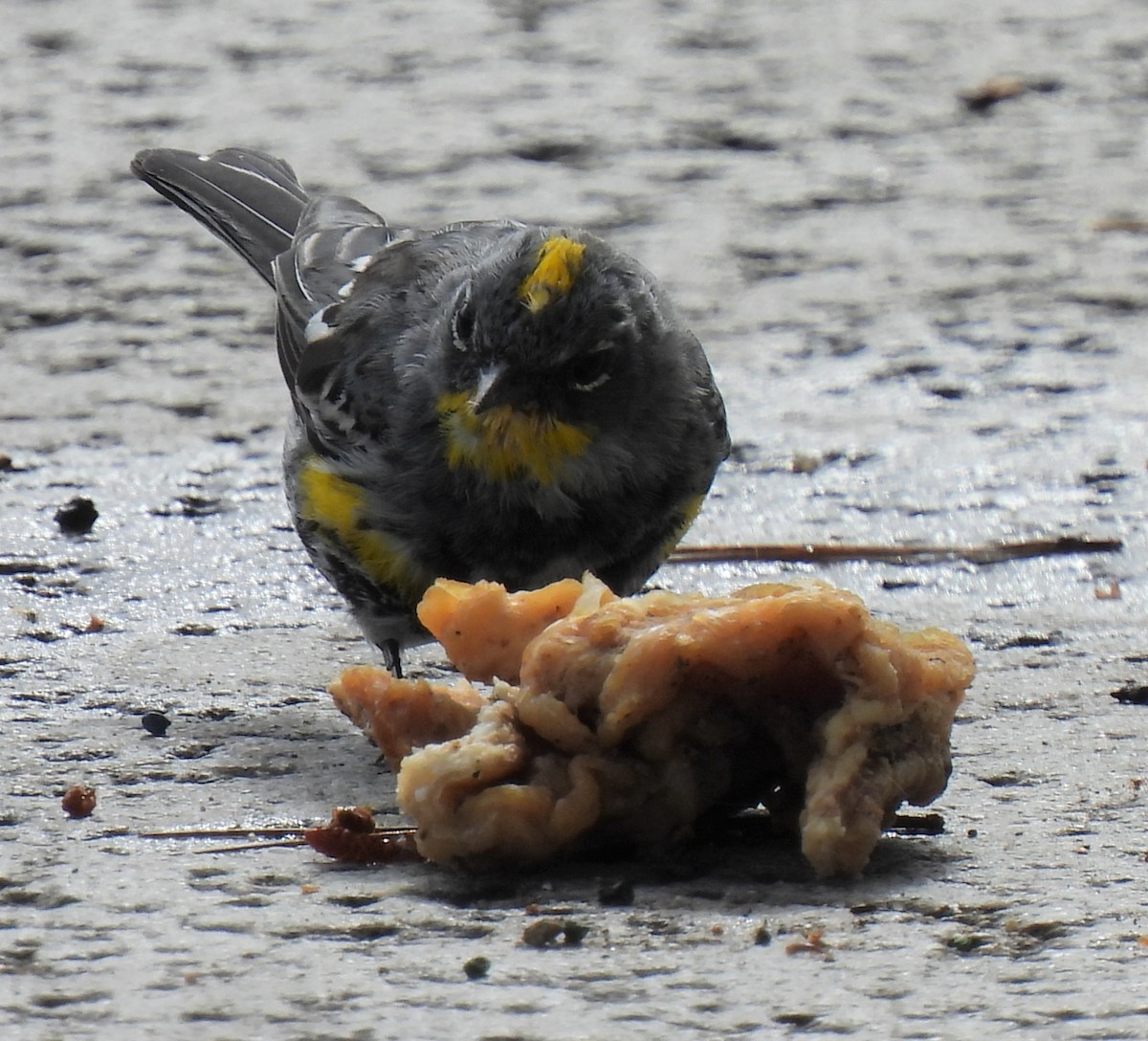 Yellow-rumped Warbler - ML549069191