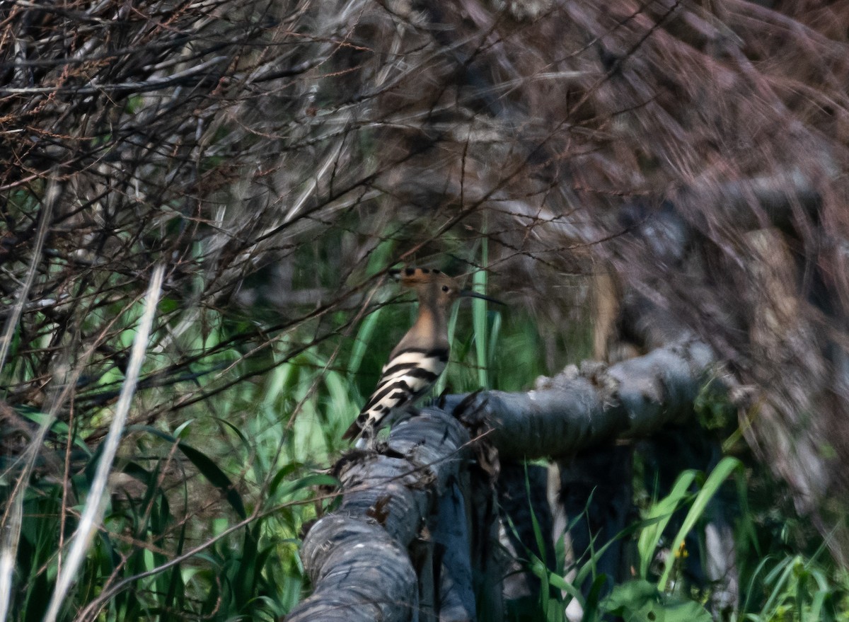 Eurasian Hoopoe - ML549069201