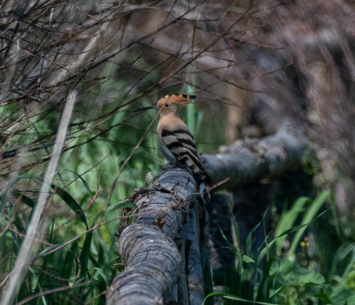Eurasian Hoopoe - ML549069231