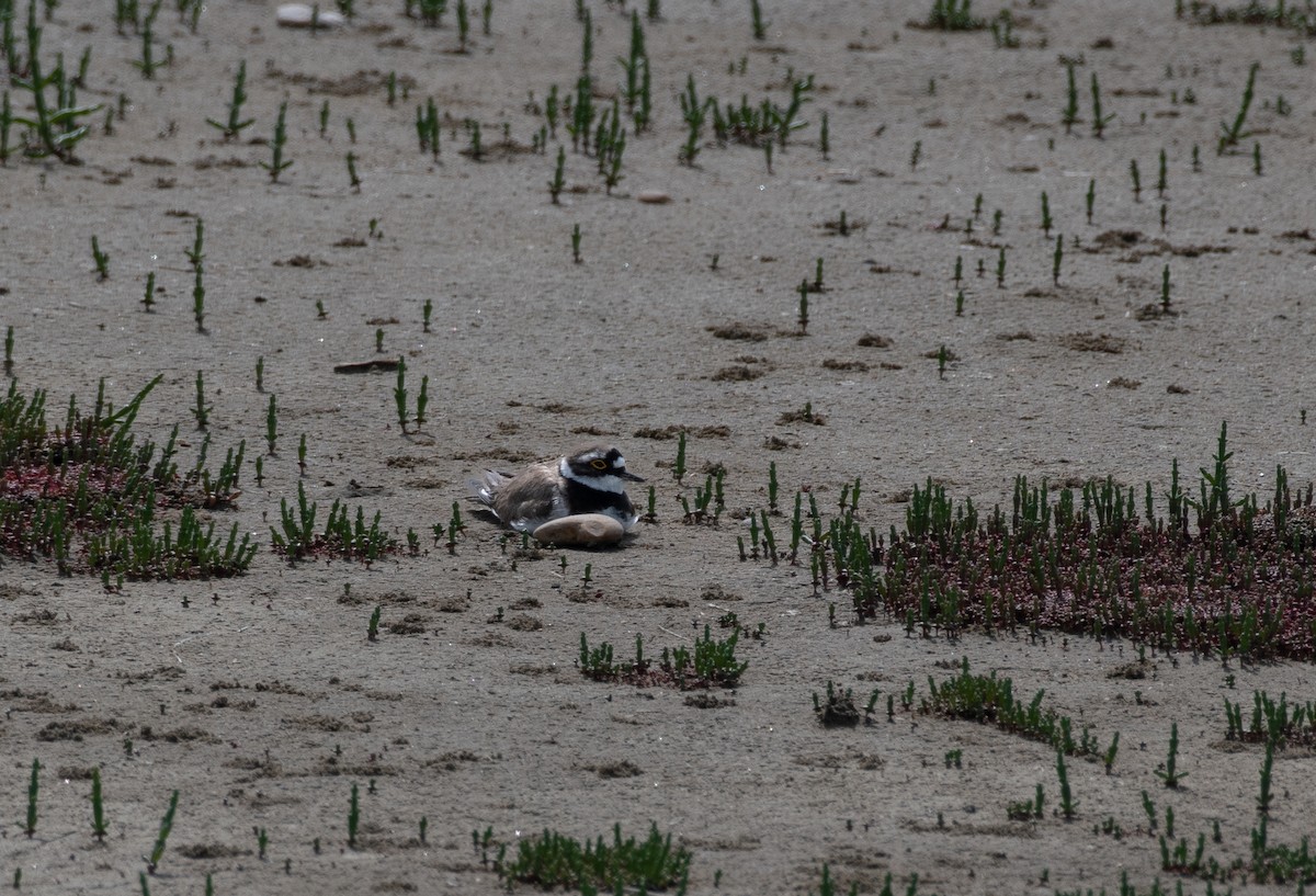 Little Ringed Plover - ML549069531