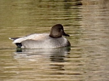 Gadwall - ML549070661