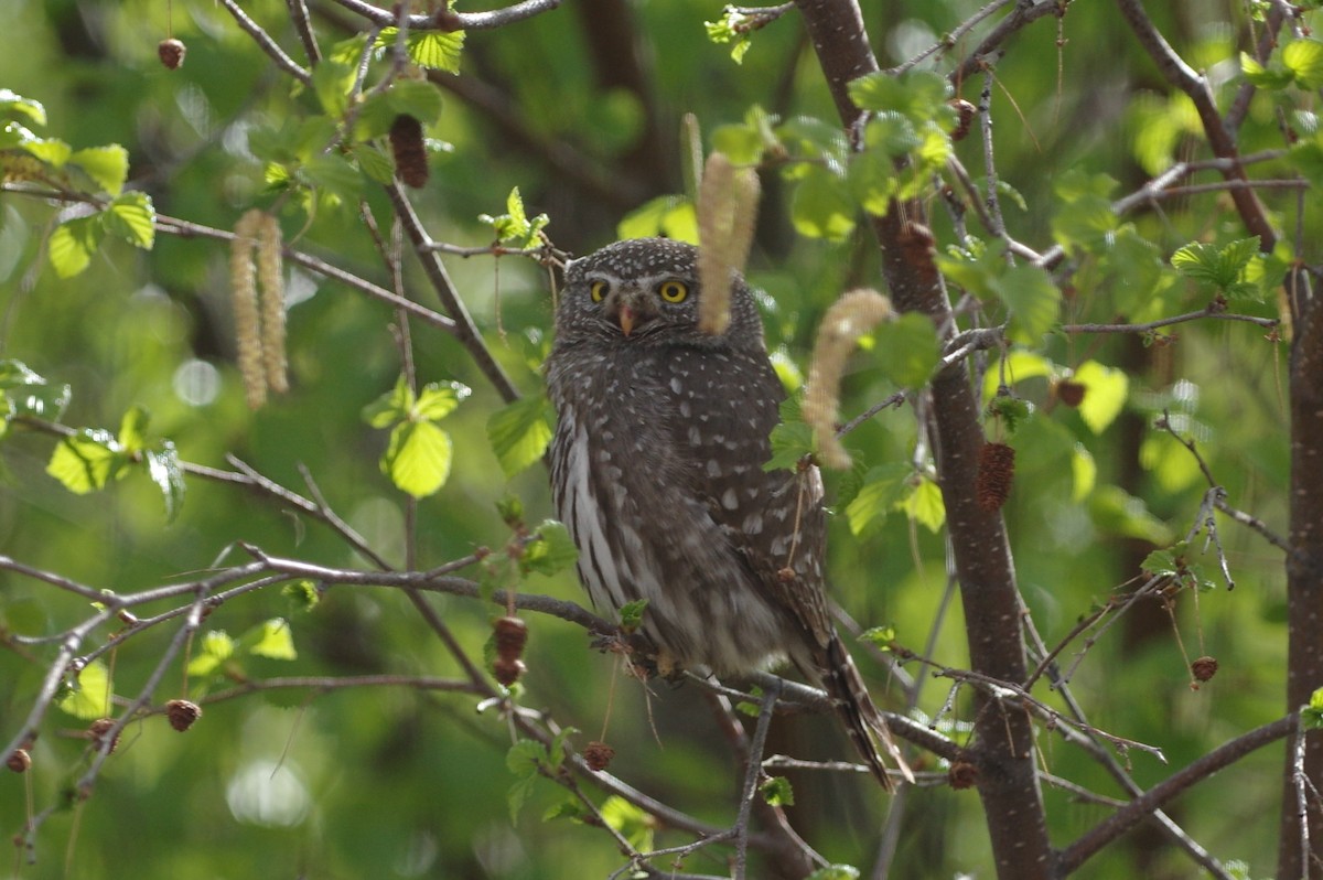 Northern Pygmy-Owl - ML54907081