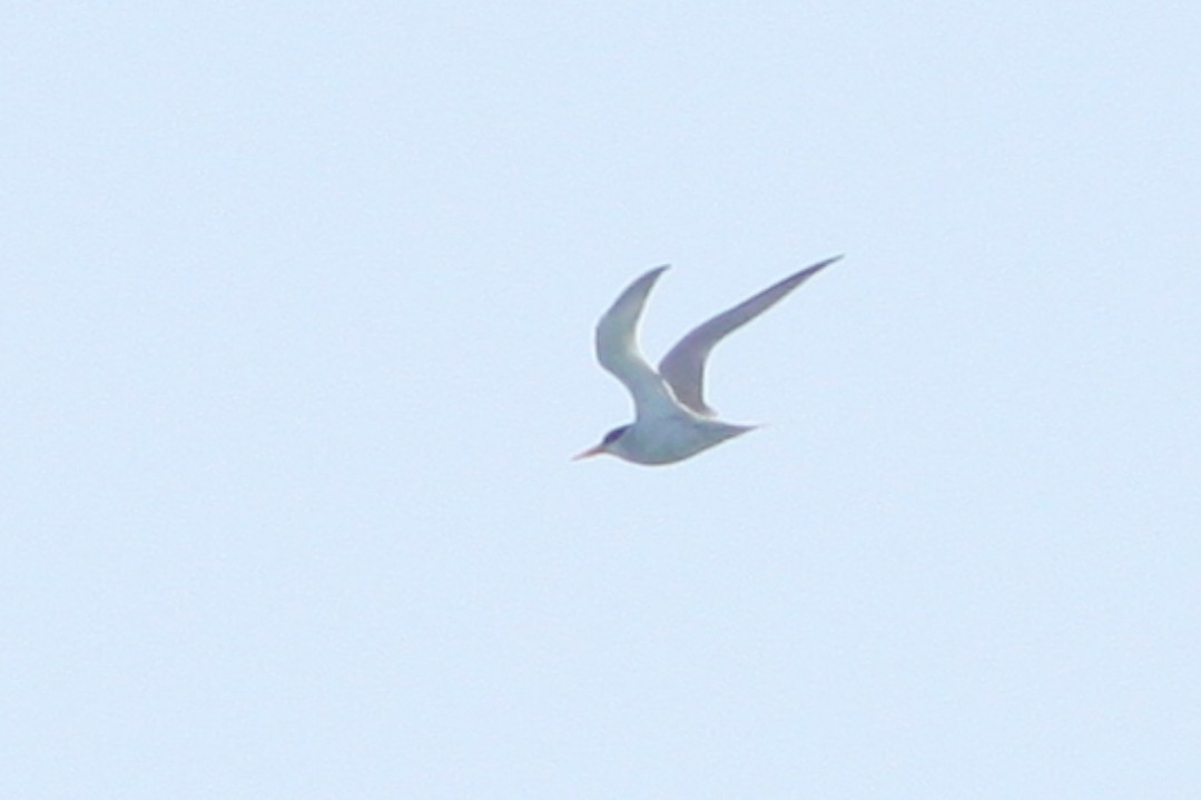 Least Tern - ML549070811