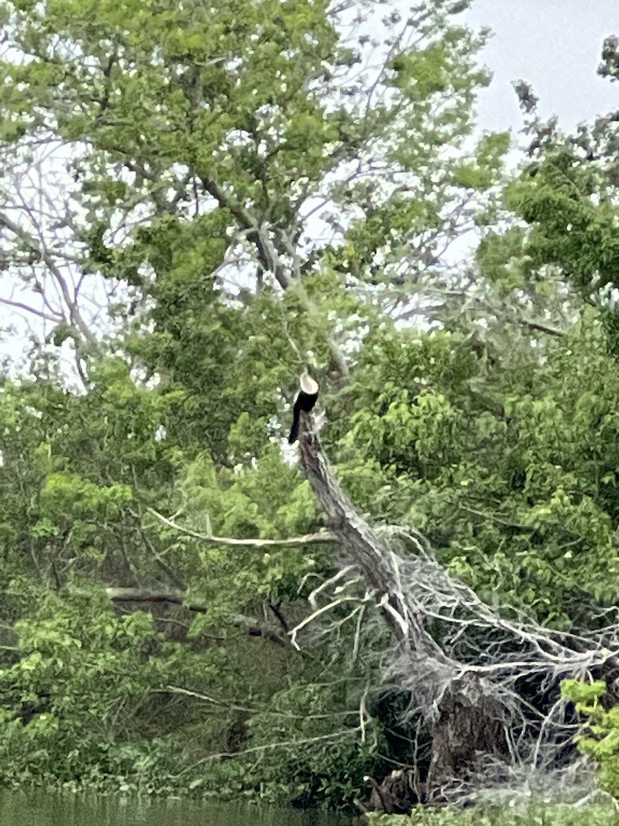 anhinga americká - ML549071111