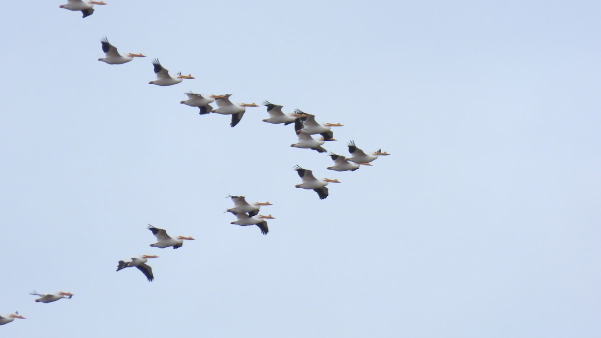 American White Pelican - ML549071501