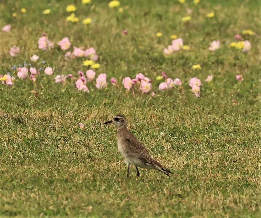 American Golden-Plover - ML549071551