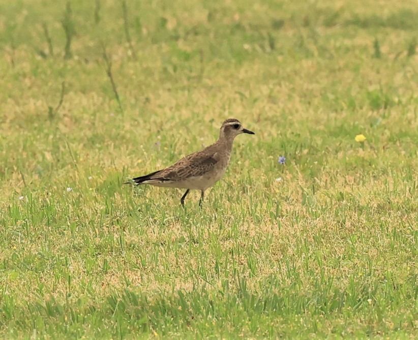 American Golden-Plover - ML549072001
