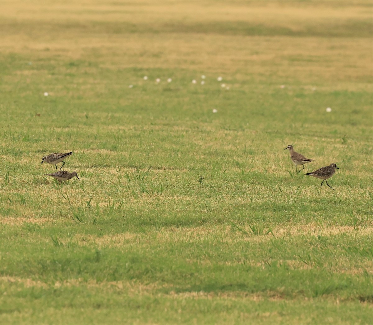 American Golden-Plover - ML549072051