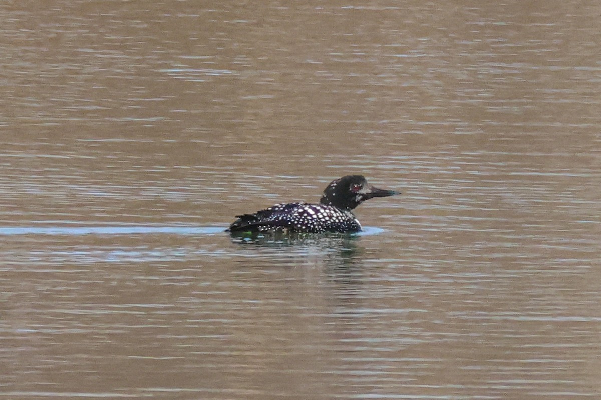 Common Loon - ML549072201
