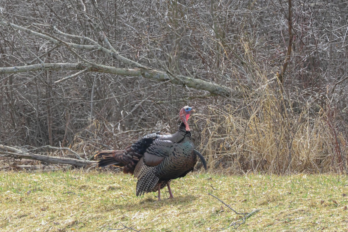 Wild Turkey - ML549072351