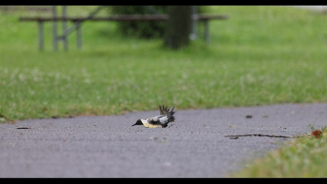 ハシボソキツツキ（auratus／luteus） - ML549074181