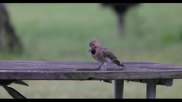 Northern Flicker (Yellow-shafted) - ML549074211