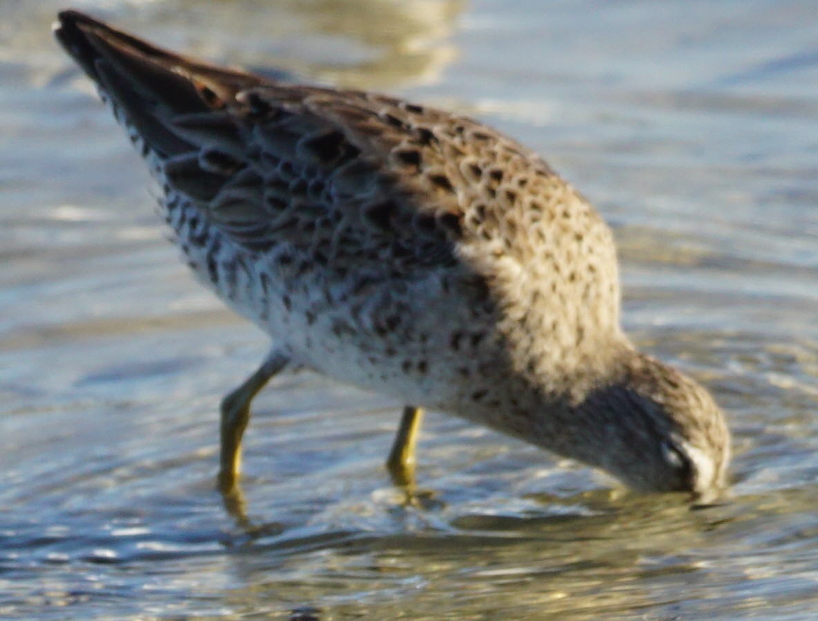 Short-billed Dowitcher - ML549074231