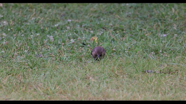 ハシボソキツツキ（auratus／luteus） - ML549074251